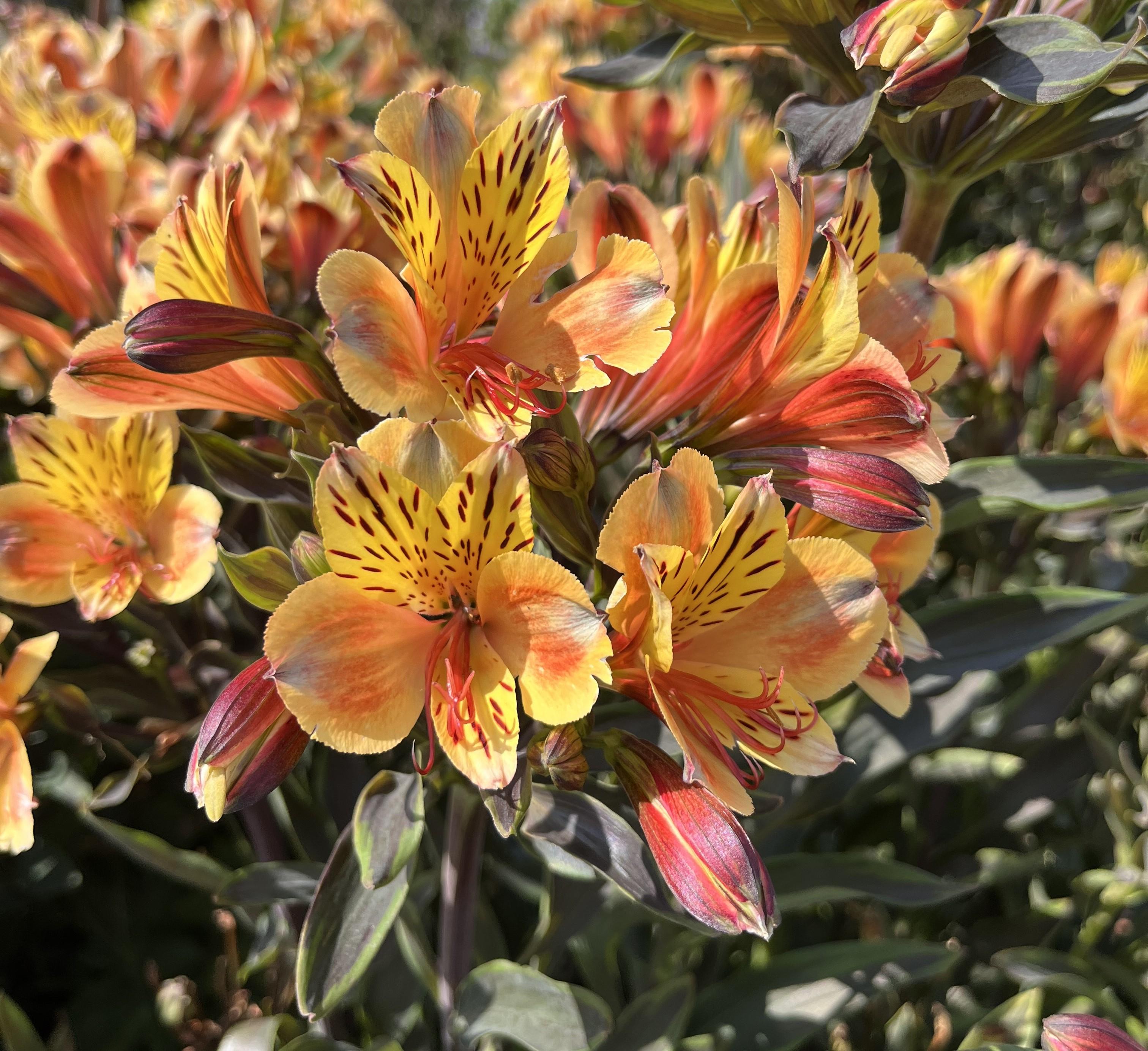 Walters summer breeze.jpeg